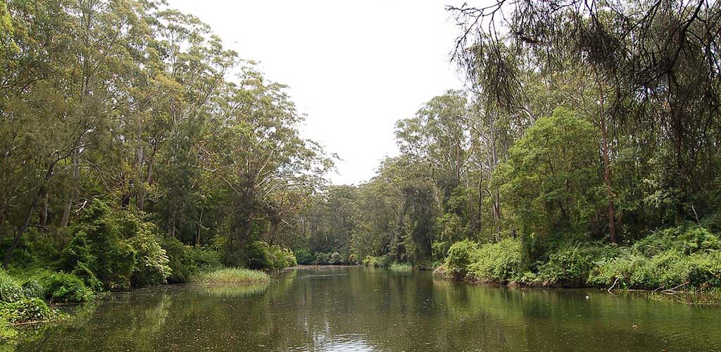 The river at Lane Cove National Park