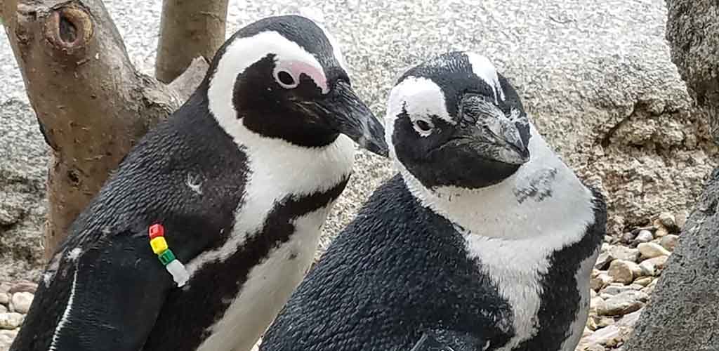 Adorable penguins at the San Diego Zoo