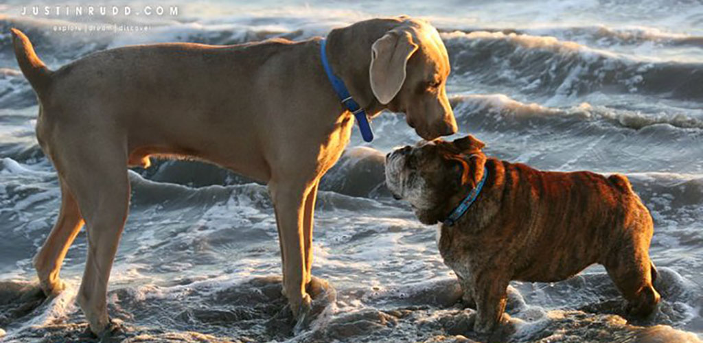 A pair of friendly dogs at Rosie's Dog Beach