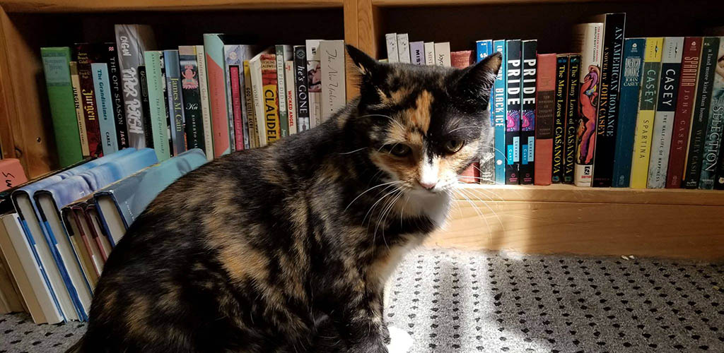 A cat guarding books from Twice Told Tales