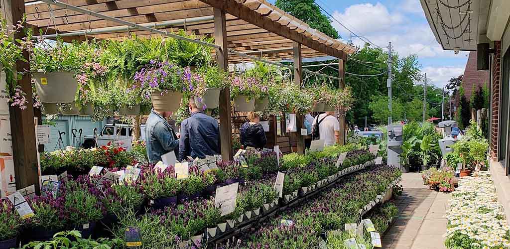  Plantes à vendre au marché de Summerhill