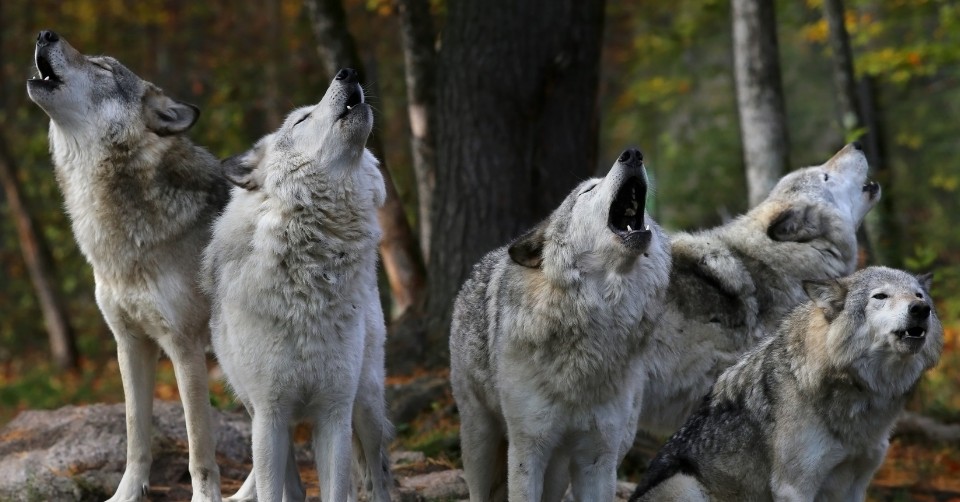 A wolf pack with no clear alpha male